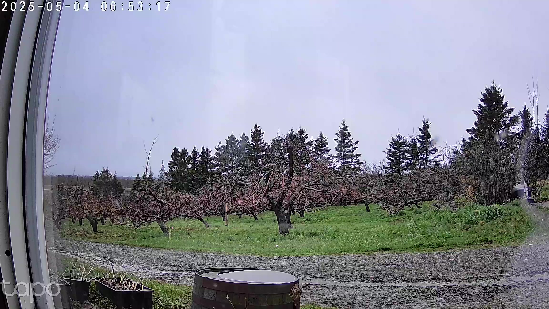 Apple Cam Live